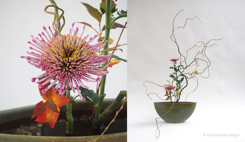 Chrysantheme08