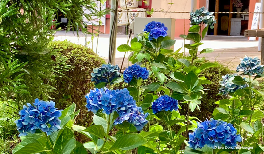 Hydrangea