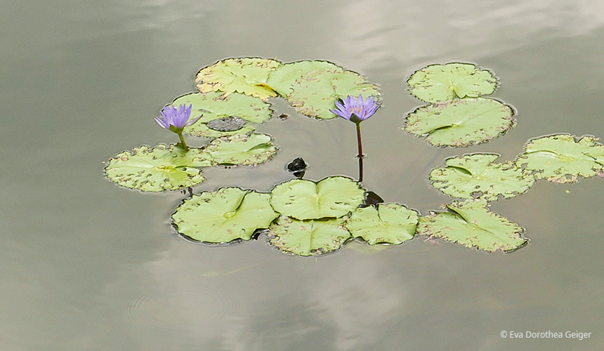seerose01
