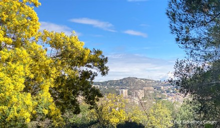 Mimosenblüte an der Côte d'Azur