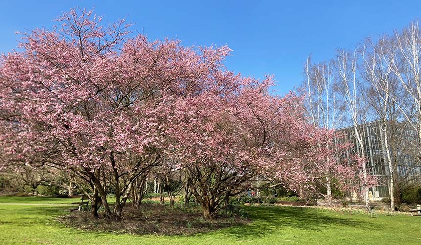 Hanami in den Gärten der Welt