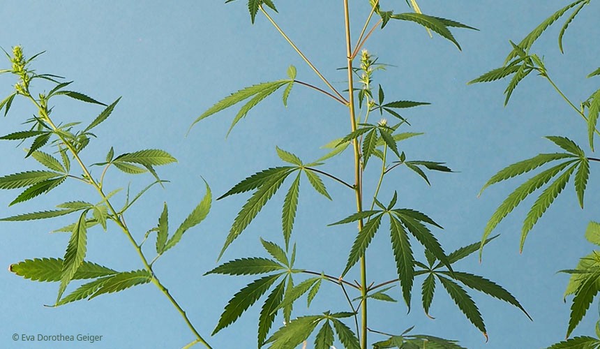 Cannabispflanze